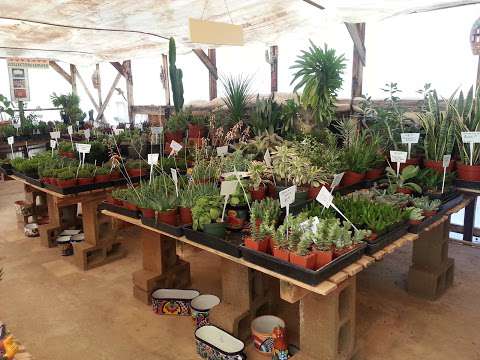 Bach's Greenhouse Cactus Nursery